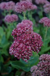 Indian Chief Stonecrop (Sedum spectabile 'Indian Chief') at Lakeshore Garden Centres