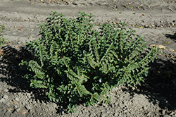 Pucker Up Red Twig Dogwood (Cornus sericea 'Neil Z') at Lakeshore Garden Centres