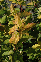 Sunny Outlook Ninebark (Physocarpus opulifolius 'Podaras 3') at Lakeshore Garden Centres
