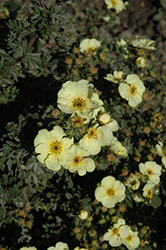 HGTV Lemon Sweetie Potentilla (Potentilla fruticosa 'Summer Dawn') at Lakeshore Garden Centres