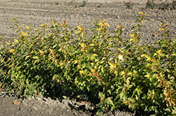 Sunny Outlook Ninebark (Physocarpus opulifolius 'Podaras 3') at Lakeshore Garden Centres