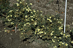 HGTV Lemon Sweetie Potentilla (Potentilla fruticosa 'Summer Dawn') at Lakeshore Garden Centres