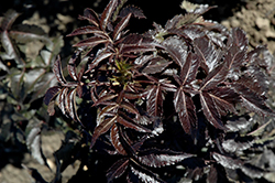 Licorice Stix Elder (Sambucus nigra 'Eiffel01') at Lakeshore Garden Centres