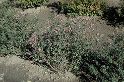 Candy Coralberry (Symphoricarpos x doorenbosii 'Kolmcan') at A Very Successful Garden Center