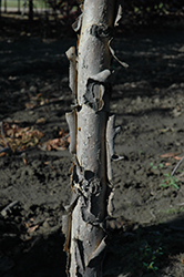 Admiration Oak (Quercus 'Jefmir') at Lakeshore Garden Centres