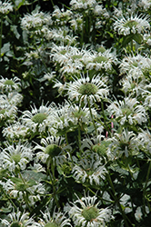 Snow White Beebalm (Monarda 'Snow White') at Lakeshore Garden Centres