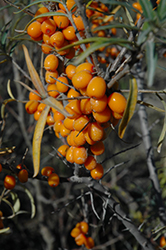 Amber Dawn Sea Buckthorn (Hippophae rhamnoides 'Amber Dawn') at Lakeshore Garden Centres