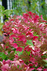Little Quick Fire Hydrangea (tree form) (Hydrangea paniculata 'SMHPLQF') at Lakeshore Garden Centres