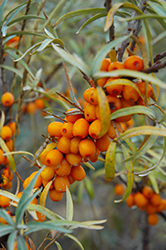 Sunny Sea Buckthorn (Hippophae rhamnoides 'Sunny') at Lakeshore Garden Centres