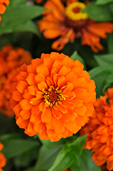 Holi Orange Zinnia (Zinnia elegans 'Holi Orange') at Lakeshore Garden Centres