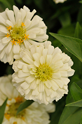 Holi White Zinnia (Zinnia elegans 'Holi White') at Lakeshore Garden Centres
