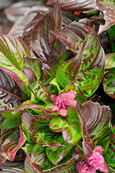 Sol Gekko Green Celosia (Celosia argentea 'PAS1375171') at Lakeshore Garden Centres