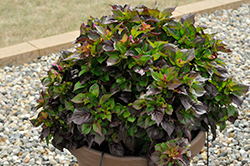 Sol Gekko Green Celosia (Celosia argentea 'PAS1375171') at Lakeshore Garden Centres