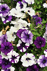 Shock Wave Purple Tie Dye Petunia (Petunia 'Shock Wave Purple Tie Dye') at Lakeshore Garden Centres
