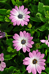 FlowerPower Compact Violet+Eye African Daisy (Osteospermum 'KLEOE19072') at Golden Acre Home & Garden