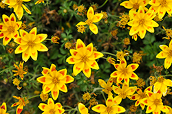 Taka Tuka Yellow Red Star (Bidens ferulifolia 'Taka Tuka Yellow Red Star') at Lakeshore Garden Centres