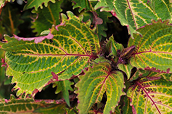 Peter's Wonder Coleus (Solenostemon scutellarioides 'Peter's Wonder') at Lakeshore Garden Centres