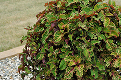 Peter's Wonder Coleus (Solenostemon scutellarioides 'Peter's Wonder') at Lakeshore Garden Centres