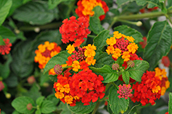 Evita Power Red Lantana (Lantana 'Evita Power Red') at Lakeshore Garden Centres