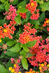 Evita Red Lantana (Lantana 'Evita Red') at Lakeshore Garden Centres