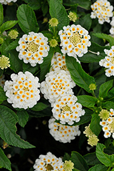 Evita White Lantana (Lantana 'Evita White') at Lakeshore Garden Centres