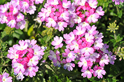Samira Burgundy Wing Verbena (Verbena x peruviana 'Samira Burgundy Wing') at Lakeshore Garden Centres