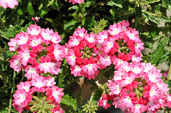 Samira Cherry Wing Verbena (Verbena x peruviana 'Samira Cherry Wing') at Lakeshore Garden Centres