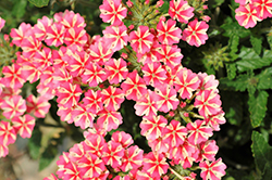 Samira Rose Star Verbena (Verbena x peruviana 'Samira Rose Star') at Lakeshore Garden Centres