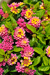 Gem Compact Pink Opal Lantana (Lantana camara 'Gem Compact Pink Opal') at Lakeshore Garden Centres