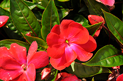 Harmony Colorfall Neon Red Impatiens (Impatiens hawkeri 'Harmony Colorfall Neon Red') at Lakeshore Garden Centres