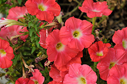 Capella Coral Petunia (Petunia 'Capella Coral') at Lakeshore Garden Centres