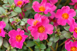 Mega Pazzaz Purple Portulaca (Portulaca oleracea 'Mega Pazzaz Purple') at Lakeshore Garden Centres