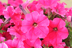 Durabloom Watermelon Petunia (Petunia 'Durabloom Watermelon') at Lakeshore Garden Centres