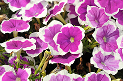 Surprise Amethyst Halo Petunia (Petunia 'Surprise Amethyst Halo') at Lakeshore Garden Centres