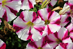 Surprise Burgundy Star Petunia (Petunia 'Surprise Burgundy Star') at Lakeshore Garden Centres