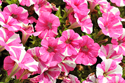 Surprise LovePink! Petunia (Petunia 'Surprise LovePink!') at Lakeshore Garden Centres