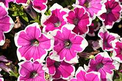 Surprise Magenta Halo Petunia (Petunia 'Surprise Magenta Halo') at Lakeshore Garden Centres