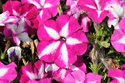 Surprise Tie Dye Pink Petunia (Petunia 'Surprise Tie Dye Pink') at Lakeshore Garden Centres