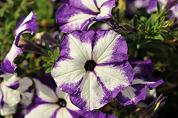 Surprise Tie Dye Violet Petunia (Petunia 'Surprise Tie Dye Violet') at Lakeshore Garden Centres
