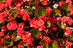 Double Up Red Begonia (Begonia 'LEGDBLRED') at Lakeshore Garden Centres
