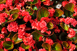 Double Up Red Begonia (Begonia 'LEGDBLRED') at Mainescape Nursery