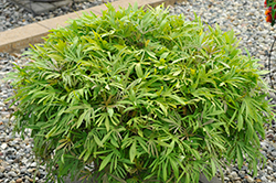 Sweet Caroline Medusa Green Sweet Potato Vine (Ipomoea batatas 'Sweet Caroline Medusa Green') at Lakeshore Garden Centres