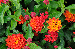 Luscious Royale Red Zone Lantana (Lantana camara 'UF-1013-1') at Lakeshore Garden Centres