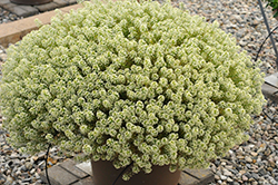 Moonlight  Knight Alyssum (Lobularia 'INLBUMOKNI') at Lakeshore Garden Centres