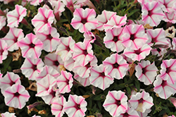 Supertunia Mini Vista Pink Star Petunia (Petunia 'USTUNJ2401') at Lakeshore Garden Centres