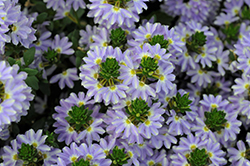 Whirlwind Starlight Fan Flower (Scaevola aemula 'Whirlwind Starlight') at Lakeshore Garden Centres