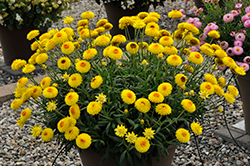 Granvia Gold Strawflower (Bracteantha bracteata 'Granvia Gold') at Lakeshore Garden Centres