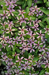 Soiree Kawaii Blueberry Kiss Vinca (Catharanthus roseus 'Soiree Kawaii Blueberry Kiss') at Lakeshore Garden Centres
