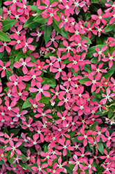 Soiree Kawaii Red Vinca (Catharanthus roseus 'Soiree Kawaii Coral Reef') at Lakeshore Garden Centres