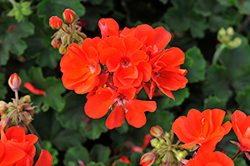 Moxie! Orange Geranium (Pelargonium 'Moxie! Orange') at Lakeshore Garden Centres